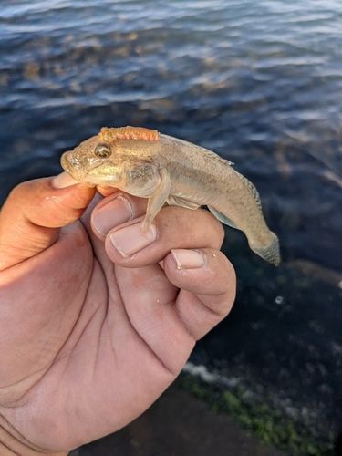 ハゼの釣果