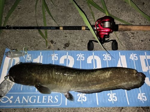 マナマズの釣果