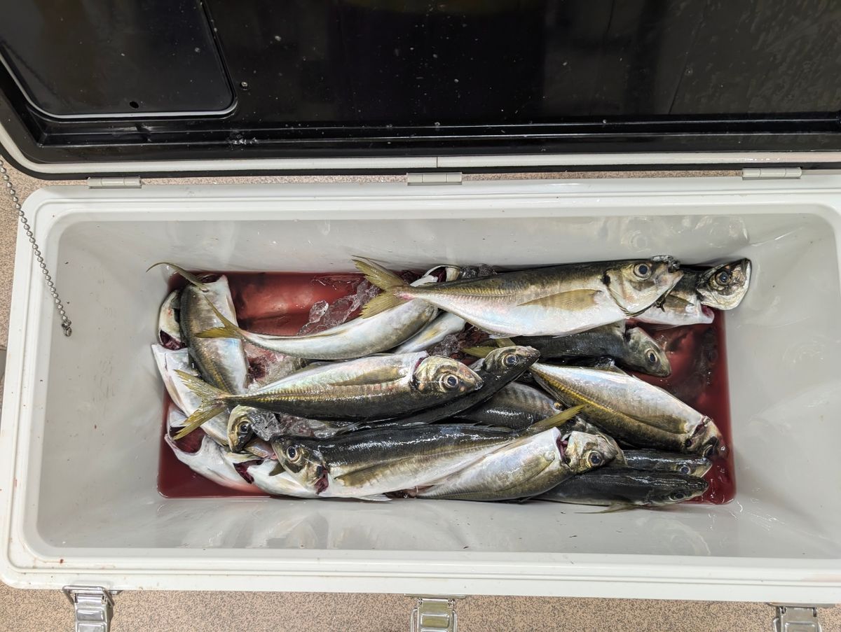 ピカピカ♡さんの釣果 1枚目の画像