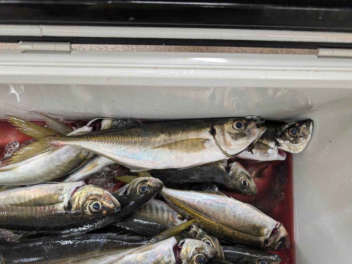 ピカピカ♡さんの釣果 2枚目の画像