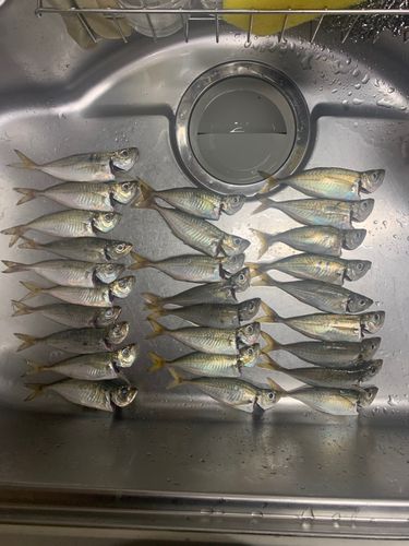 アジの釣果