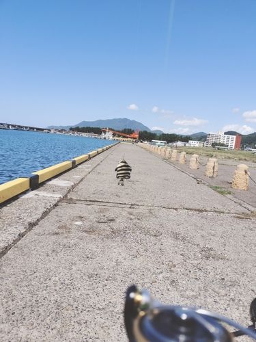 イシダイの釣果