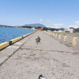 イシダイ