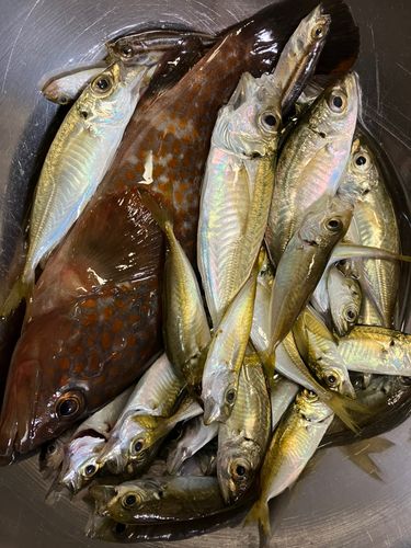 アジの釣果