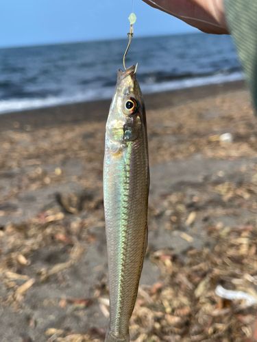 シロギスの釣果