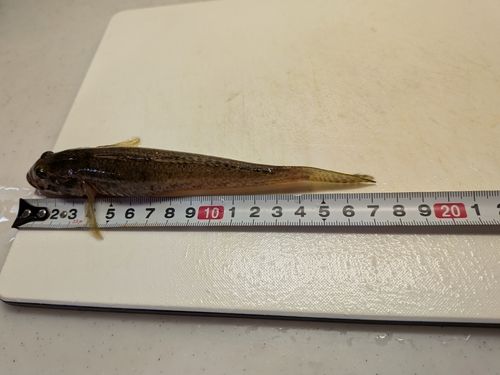 マハゼの釣果