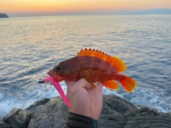 ソウダガツオの釣果