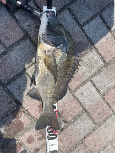 クロダイの釣果