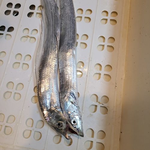 タチウオの釣果