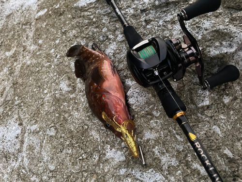 キジハタの釣果