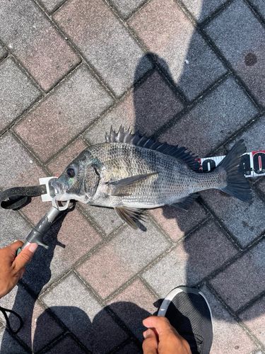 クロダイの釣果