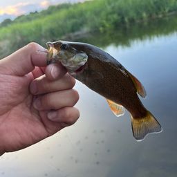 スモールマウスバス