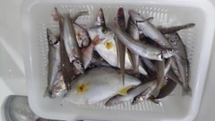 キスの釣果