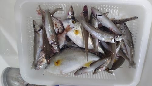 キスの釣果