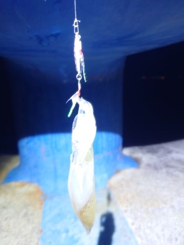 ベイカの釣果
