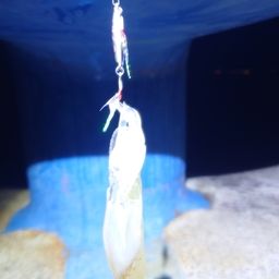 ベイカ