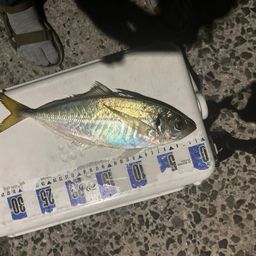アジ