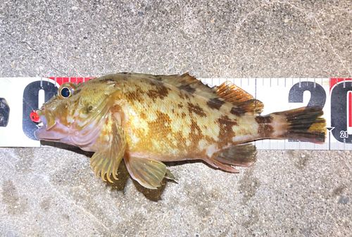 カサゴの釣果