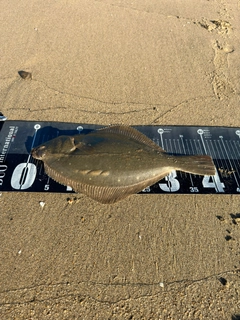 イシガレイの釣果