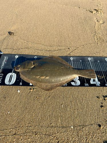 イシガレイの釣果