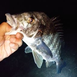 クロダイ