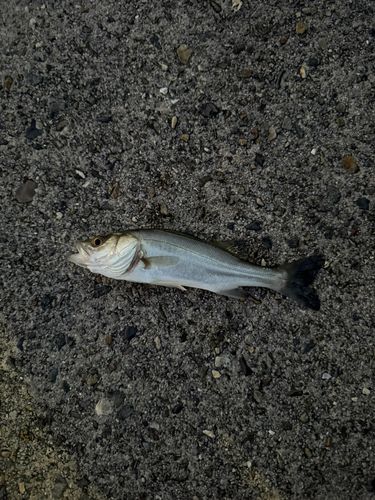 セイゴ（ヒラスズキ）の釣果