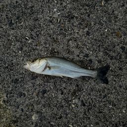 セイゴ（ヒラスズキ）