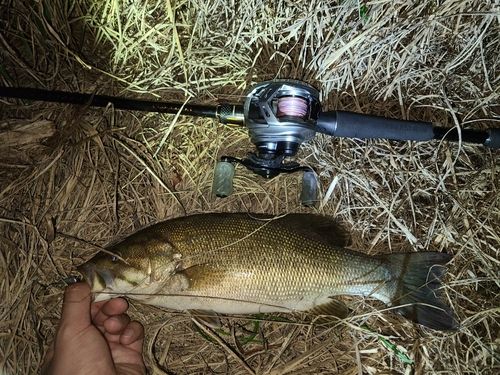 スモールマウスバスの釣果