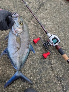 ナンヨウカイワリの釣果