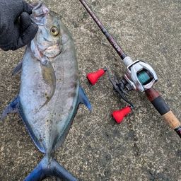 ナンヨウカイワリ