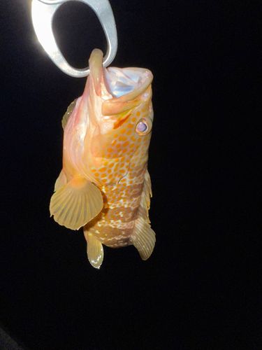 キジハタの釣果
