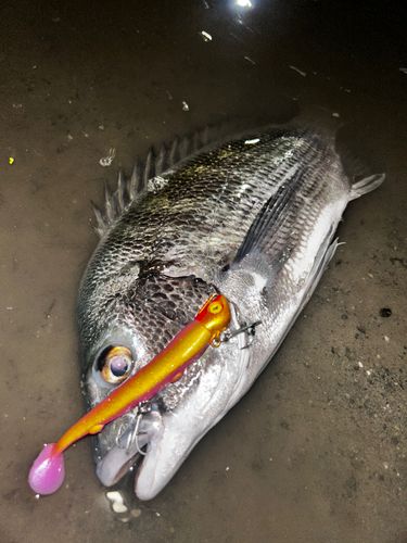 チヌの釣果