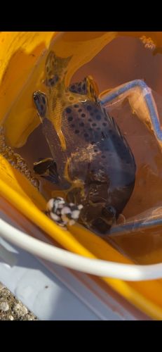 コショウダイの釣果
