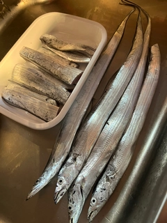 タチウオの釣果