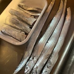 タチウオ