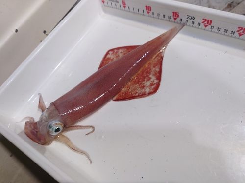 ケンサキイカの釣果