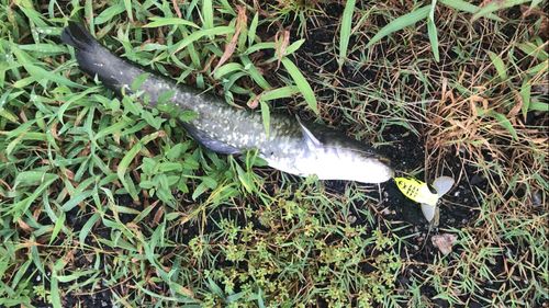 ナマズの釣果