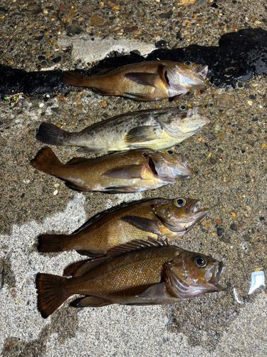 ガヤの釣果