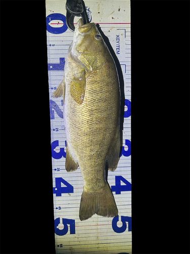 スモールマウスバスの釣果