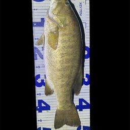 スモールマウスバス