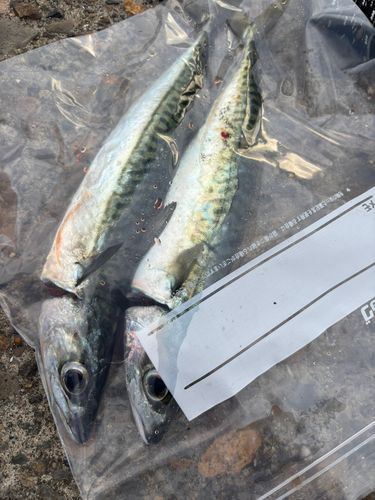 サバの釣果
