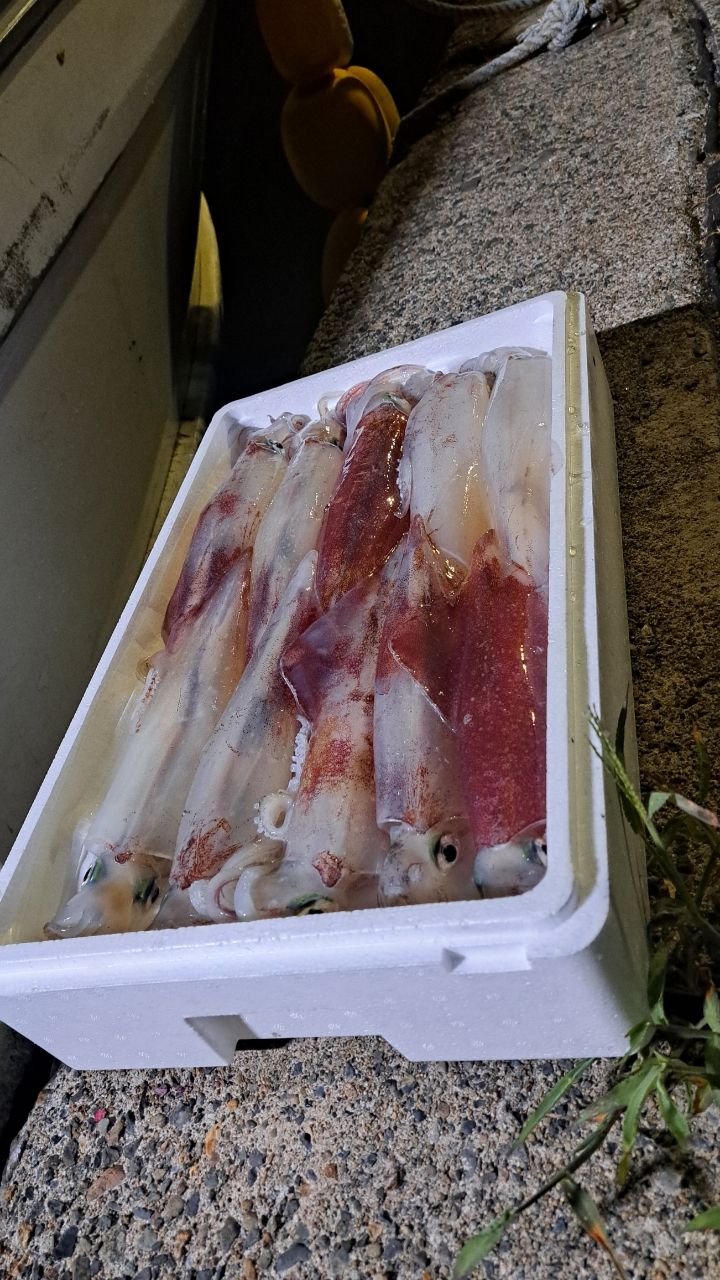 シロイカ