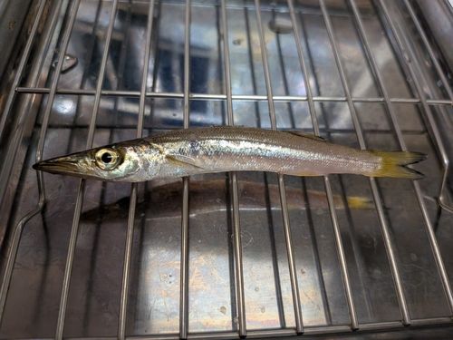 サッパの釣果