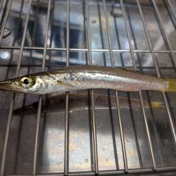 サッパ