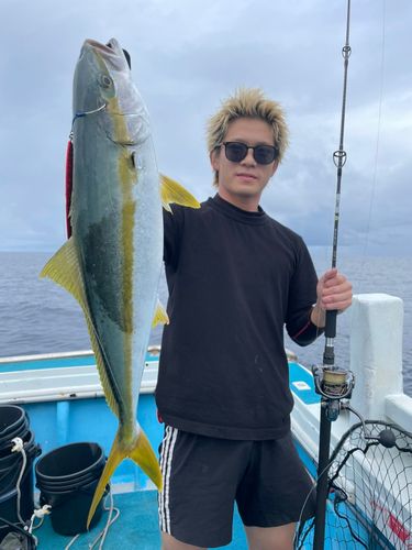 ヒラマサの釣果