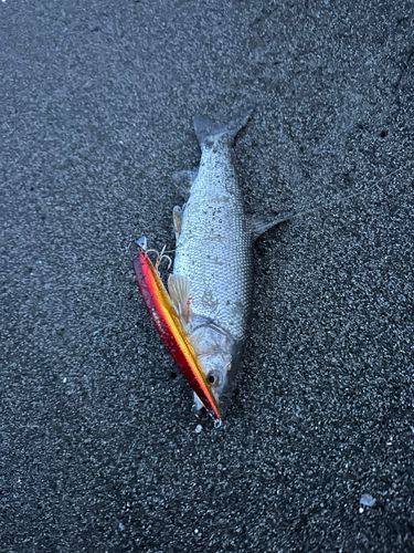 ウグイの釣果