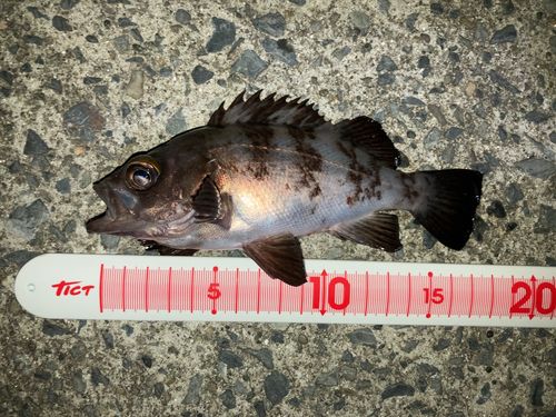 メバルの釣果
