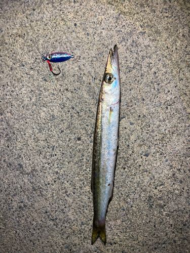 カマスの釣果
