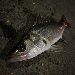 セイゴ（マルスズキ）