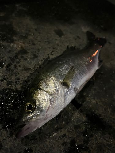 セイゴ（マルスズキ）の釣果